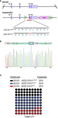 The IFIH1-A946T risk variant promotes diabetes in a sex-dependent manner